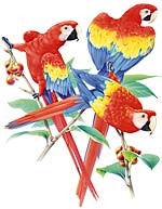 Scarlet McCaw Parrots